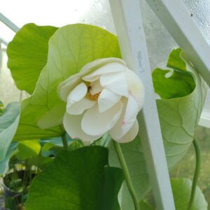 'Ju Wu Ba' - jadalny