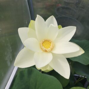 'Perry's Giant Sunburst'