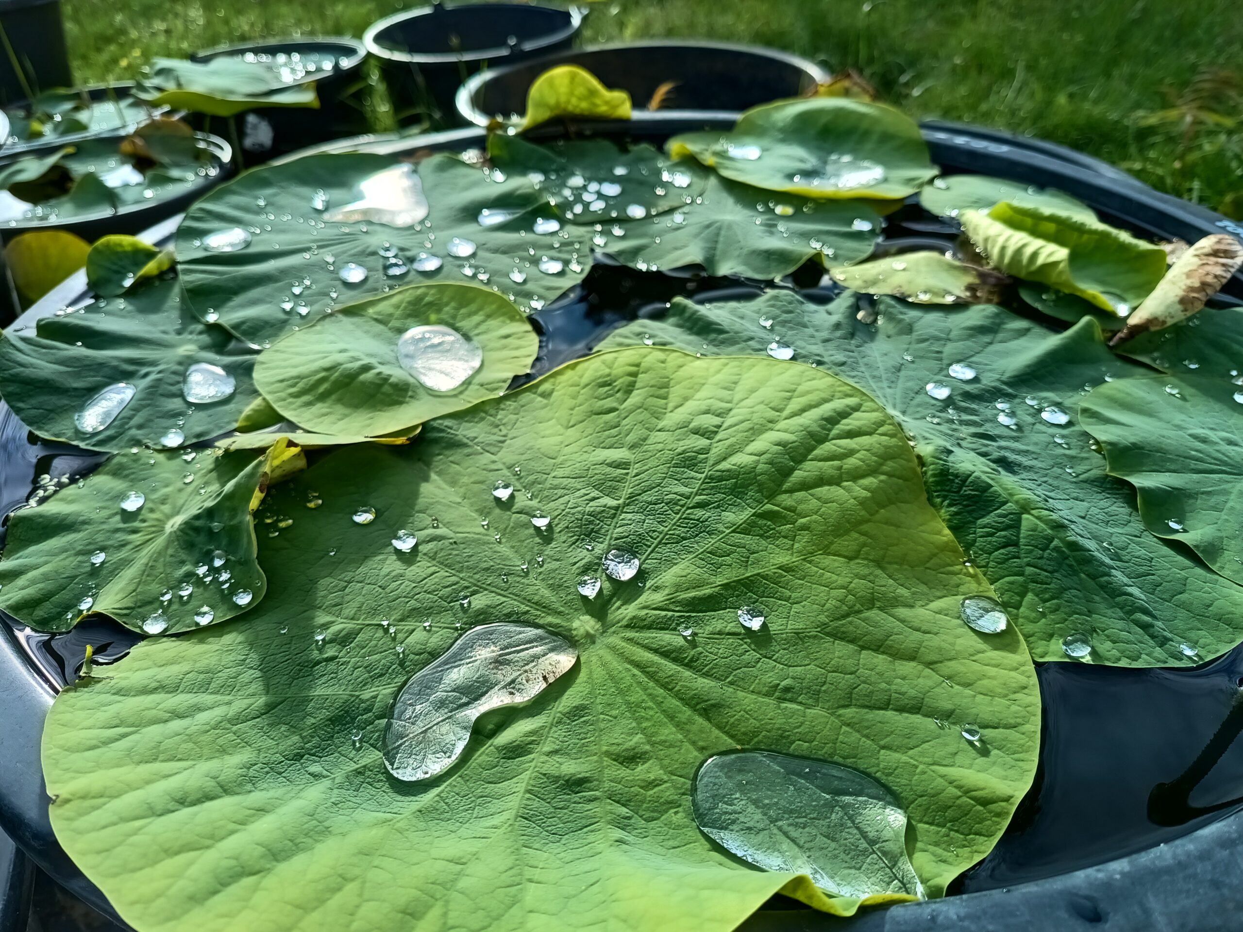 Efekt lotosu na liściach lotosu