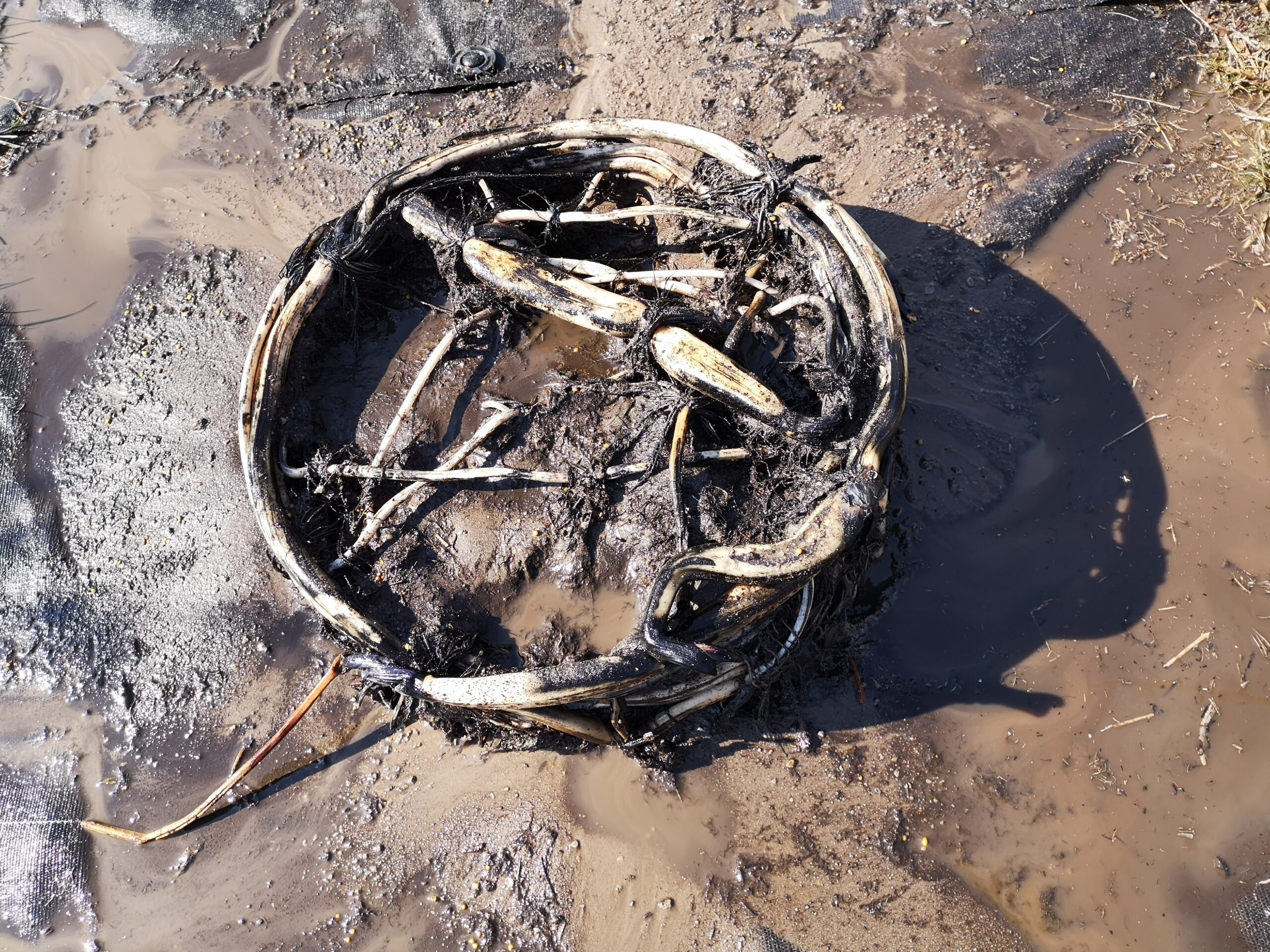 Kłącza lotosu po płukaniu