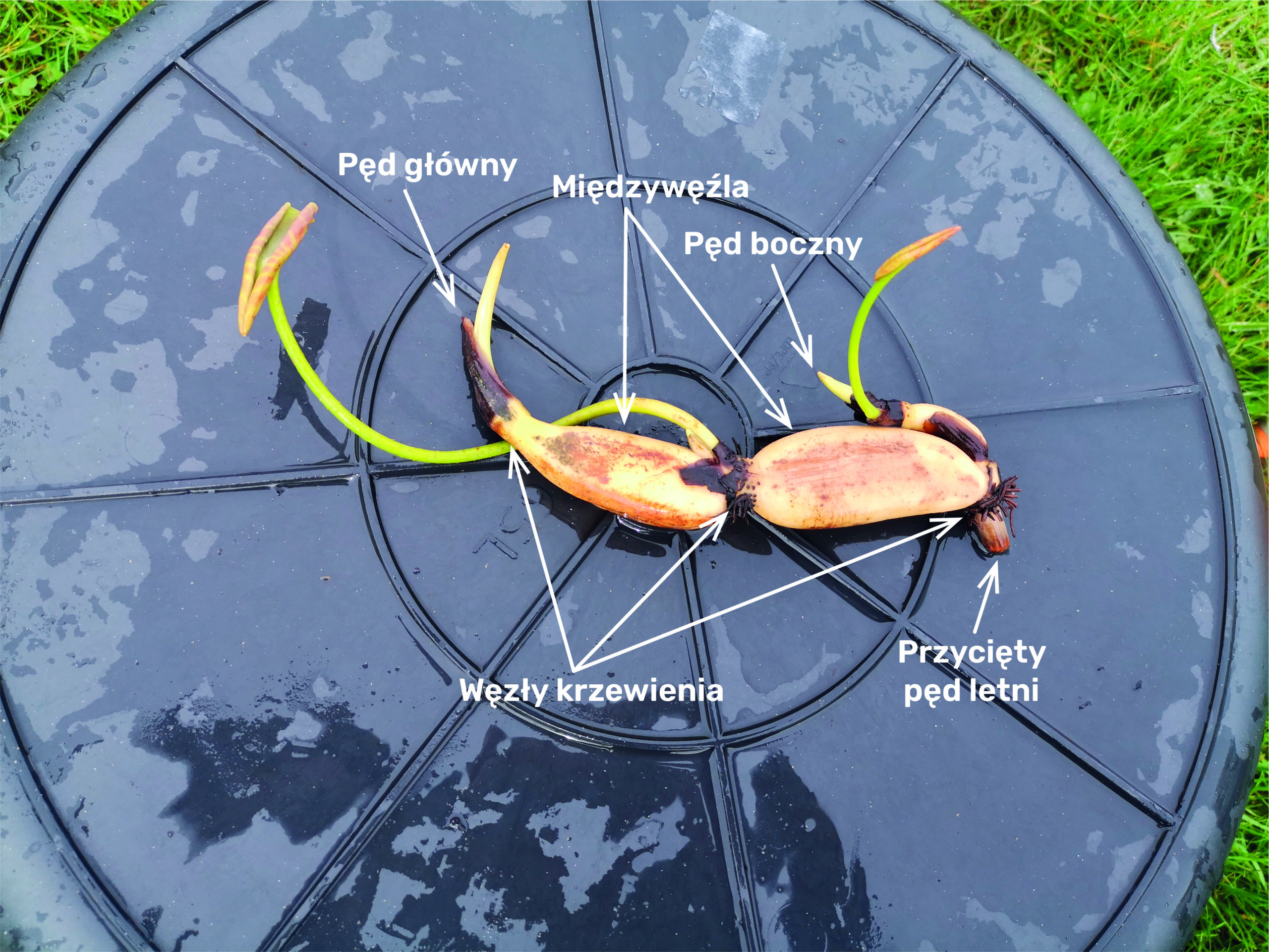 Kłącze lotosu z opisem elementów