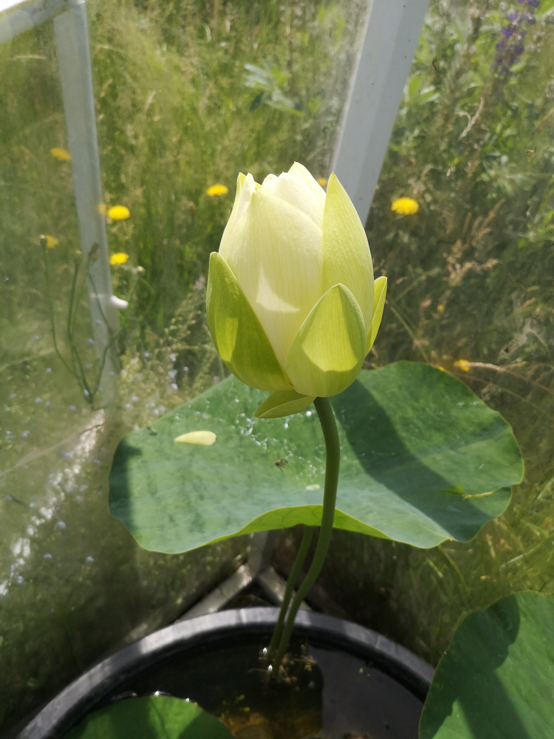 Kwiat lotosu w pierwszym dniu