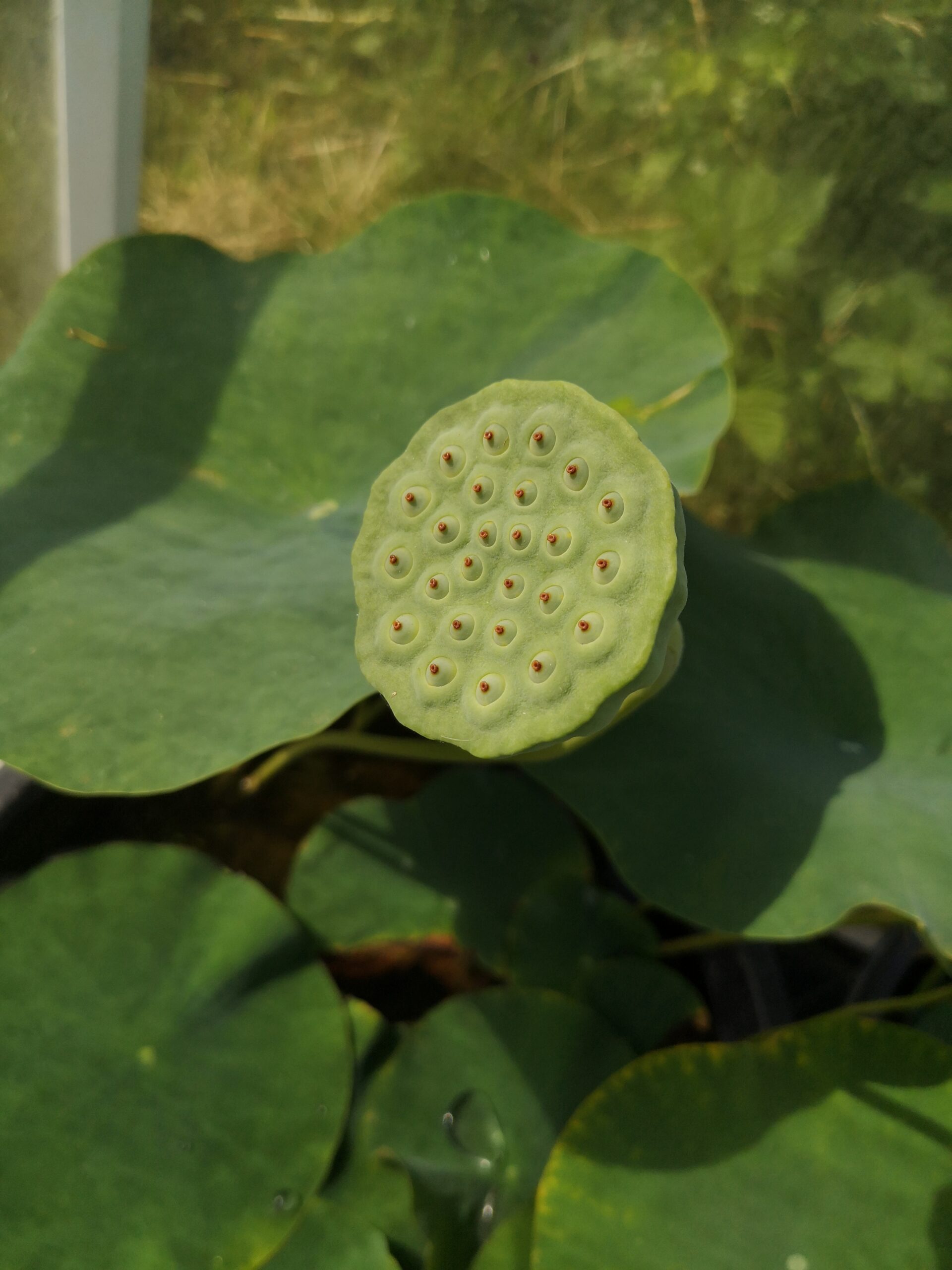 Dojrzewający owocostan lotosu