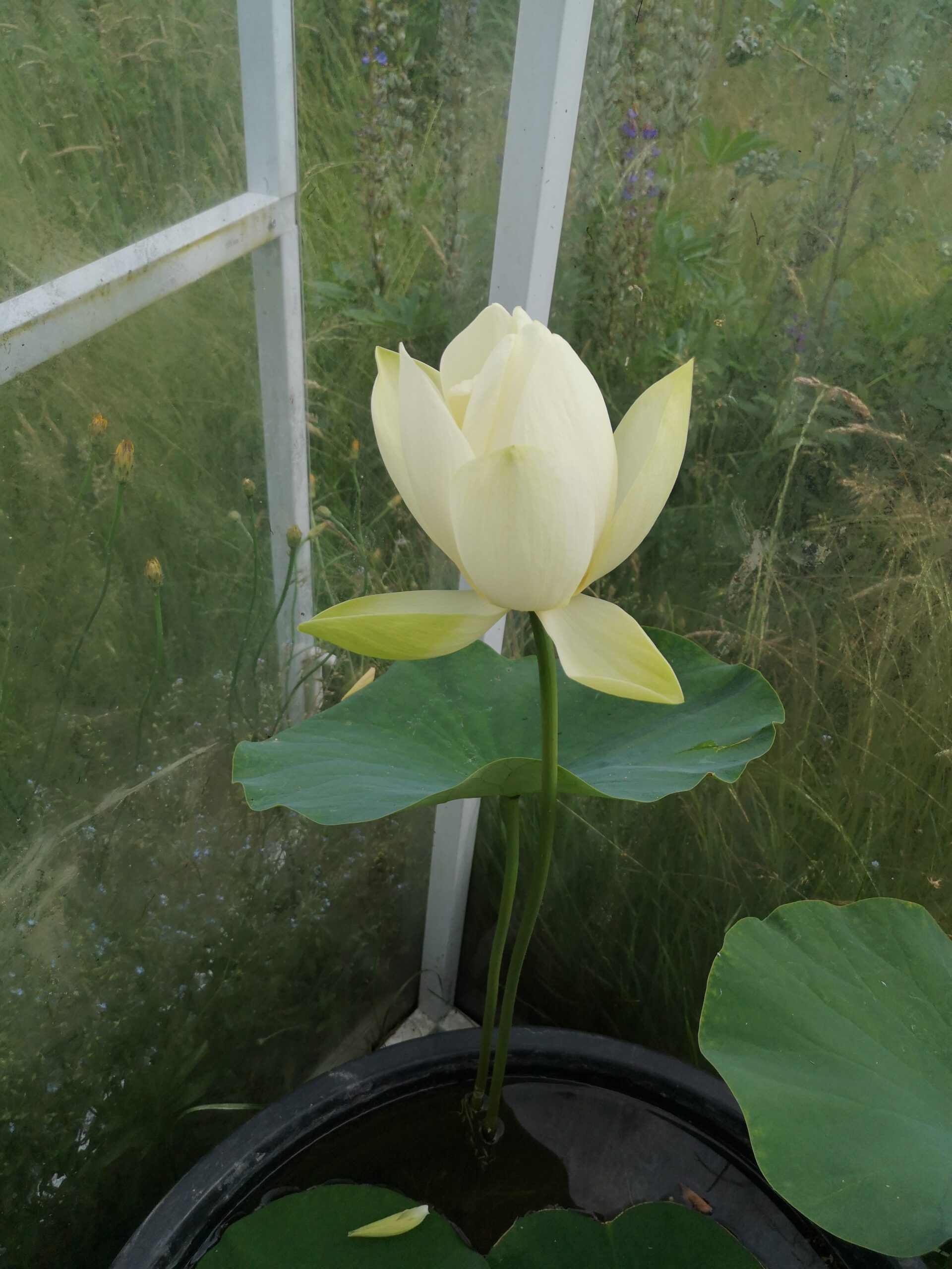 Kwiat lotosu w drugim dniu wieczorem