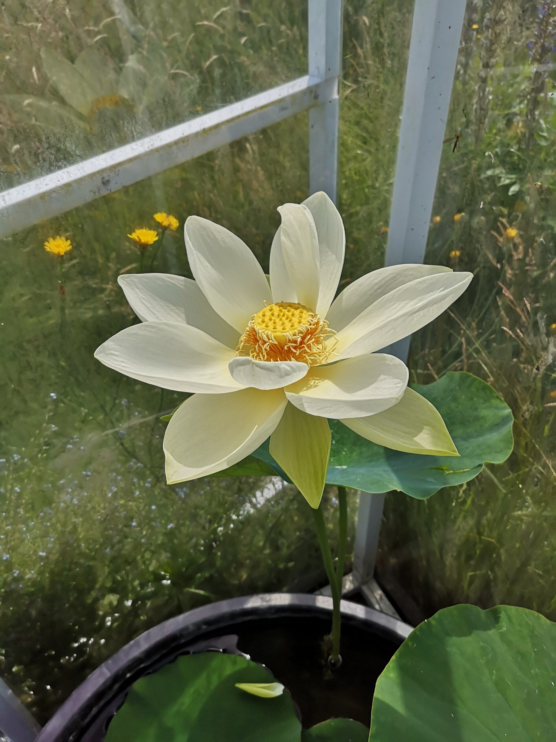 Kwiat lotosu w drugim dniu rano