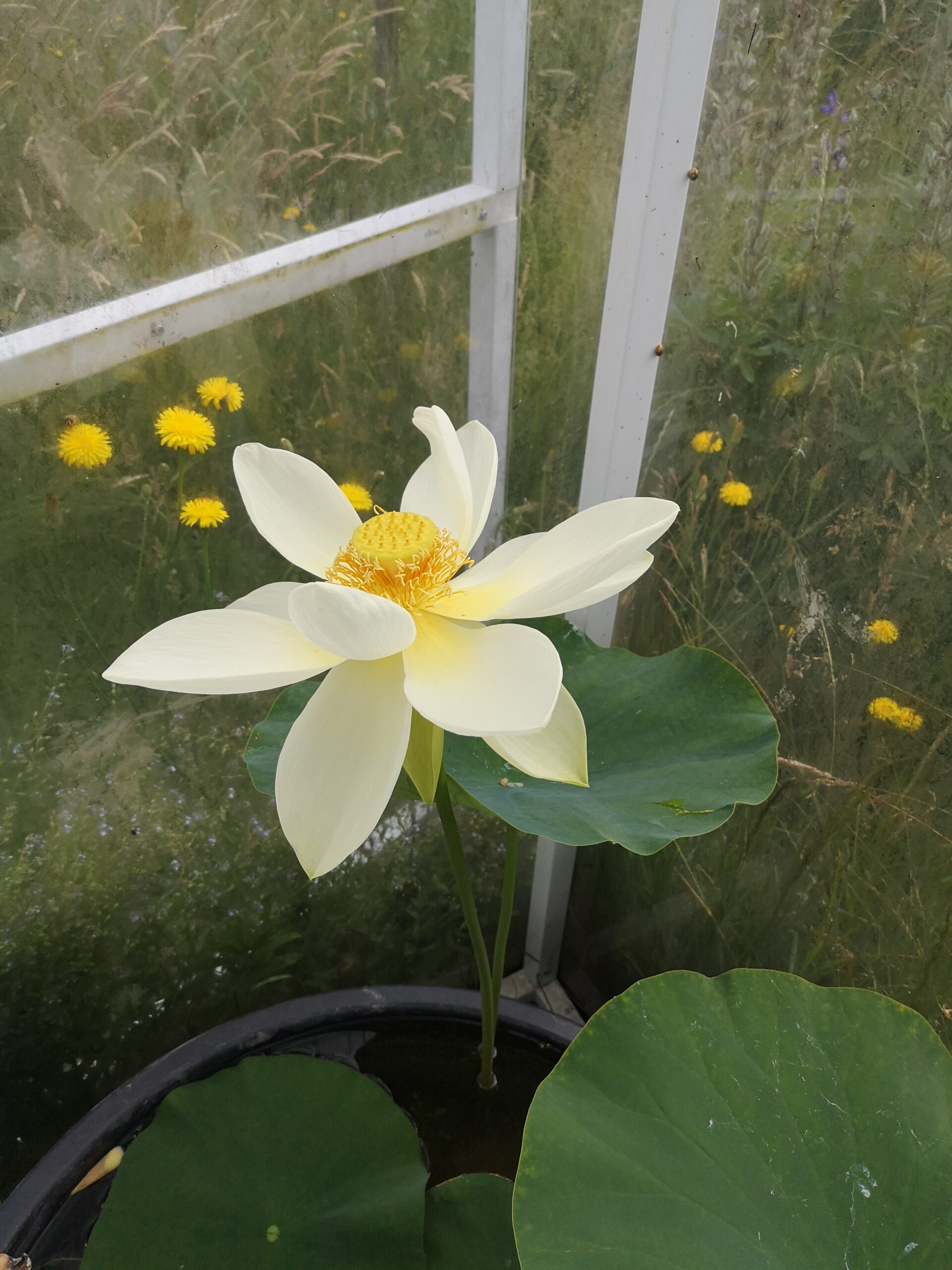 Kwiat lotosu w trzecim dniu rano