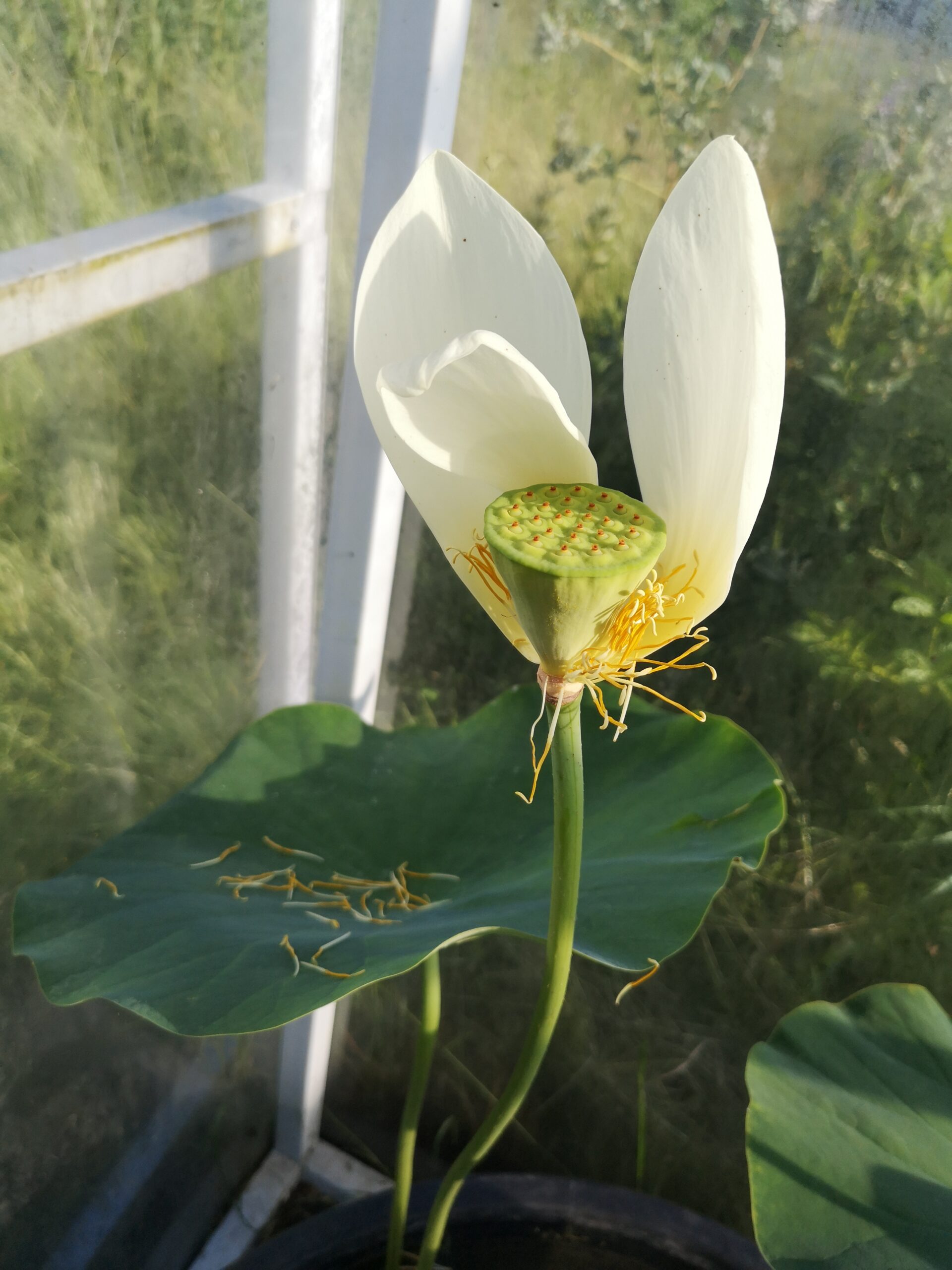 Kwiat lotosu wkrótce po przekwitnięciu