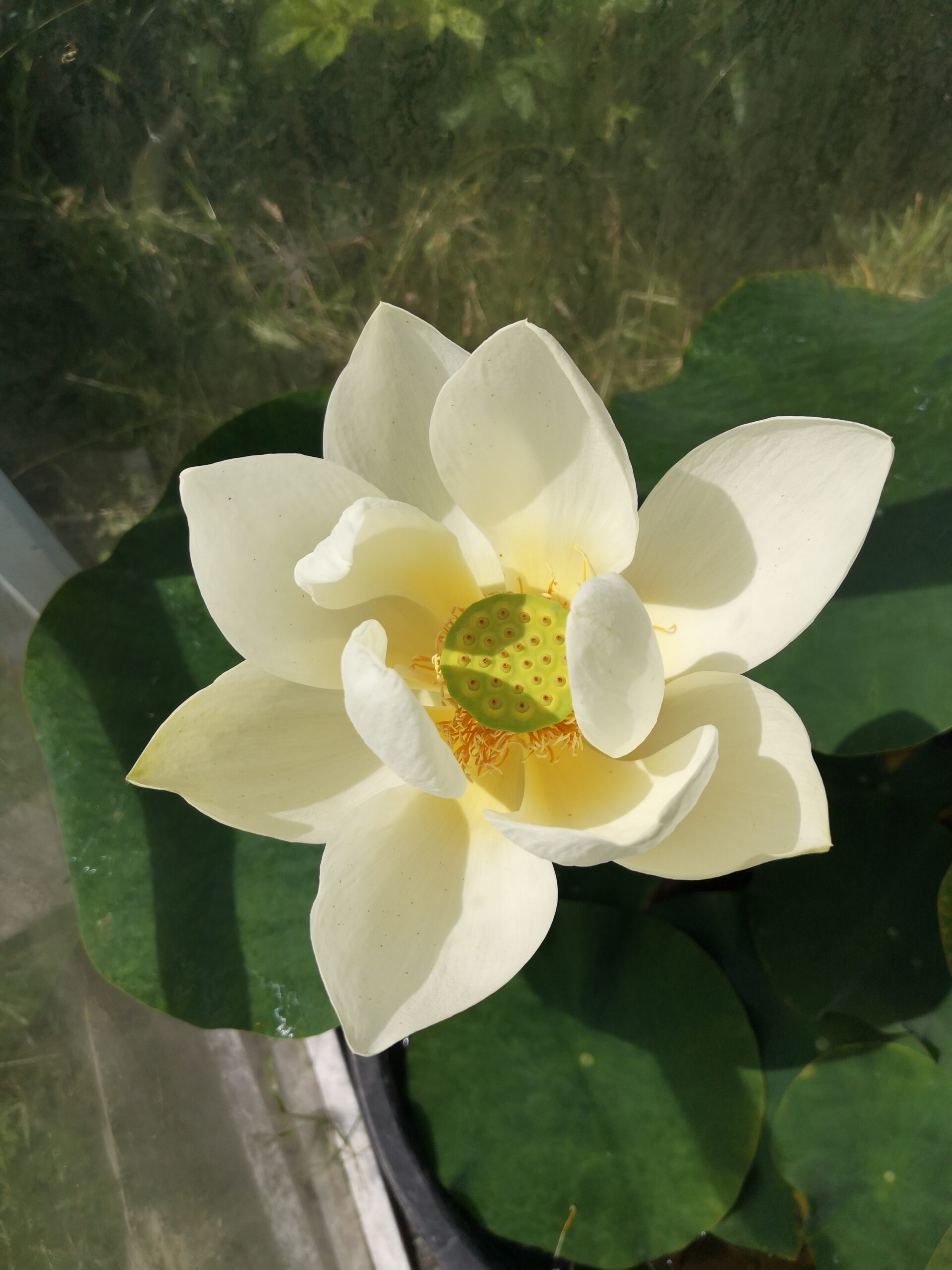 Kwiat lotosu w czwartym dniu