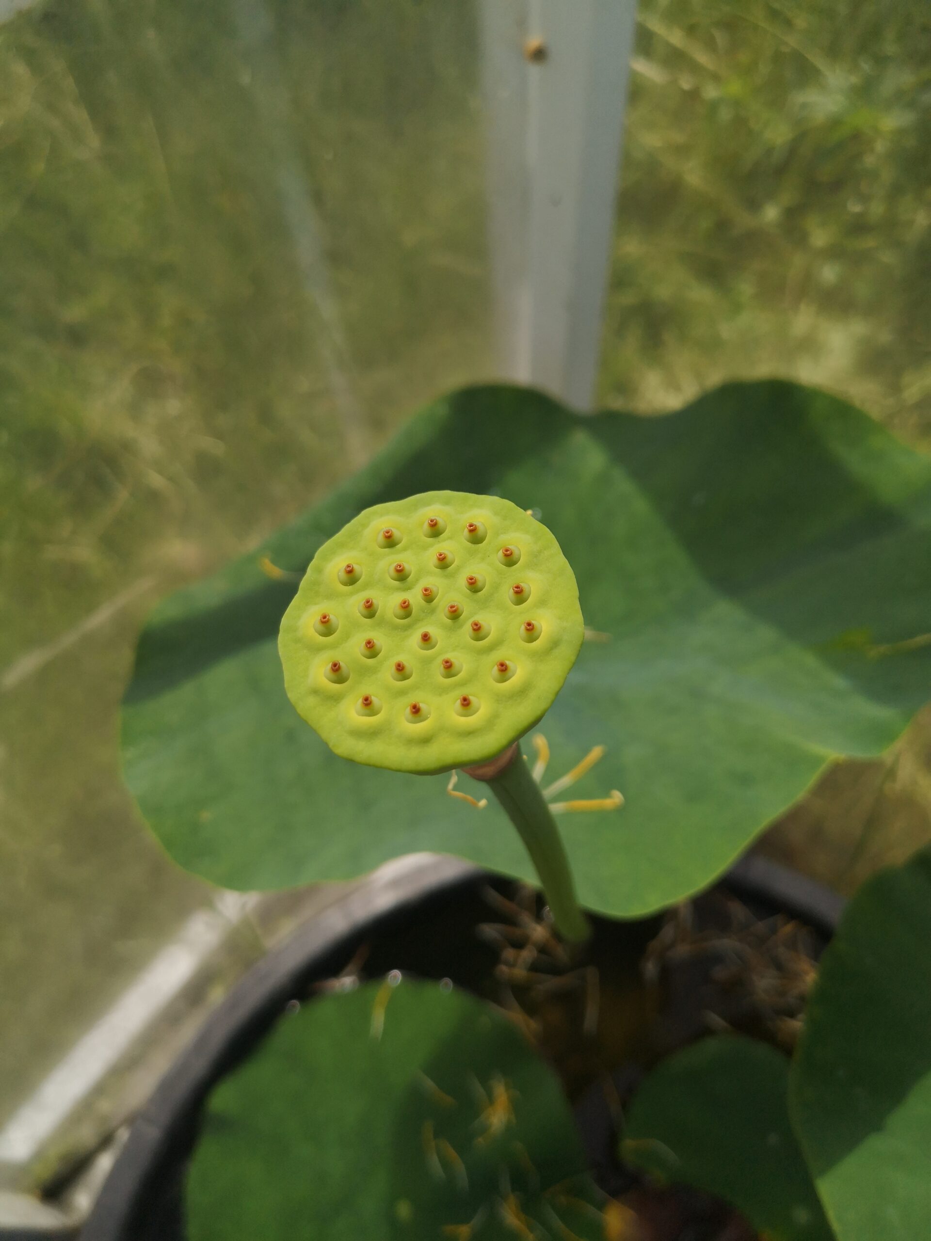 Młody owocostan lotosu