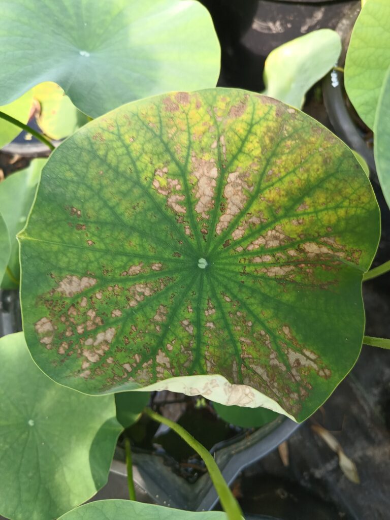 Liść lotosu z przypaleniami uszkodzony przez przenawożenie