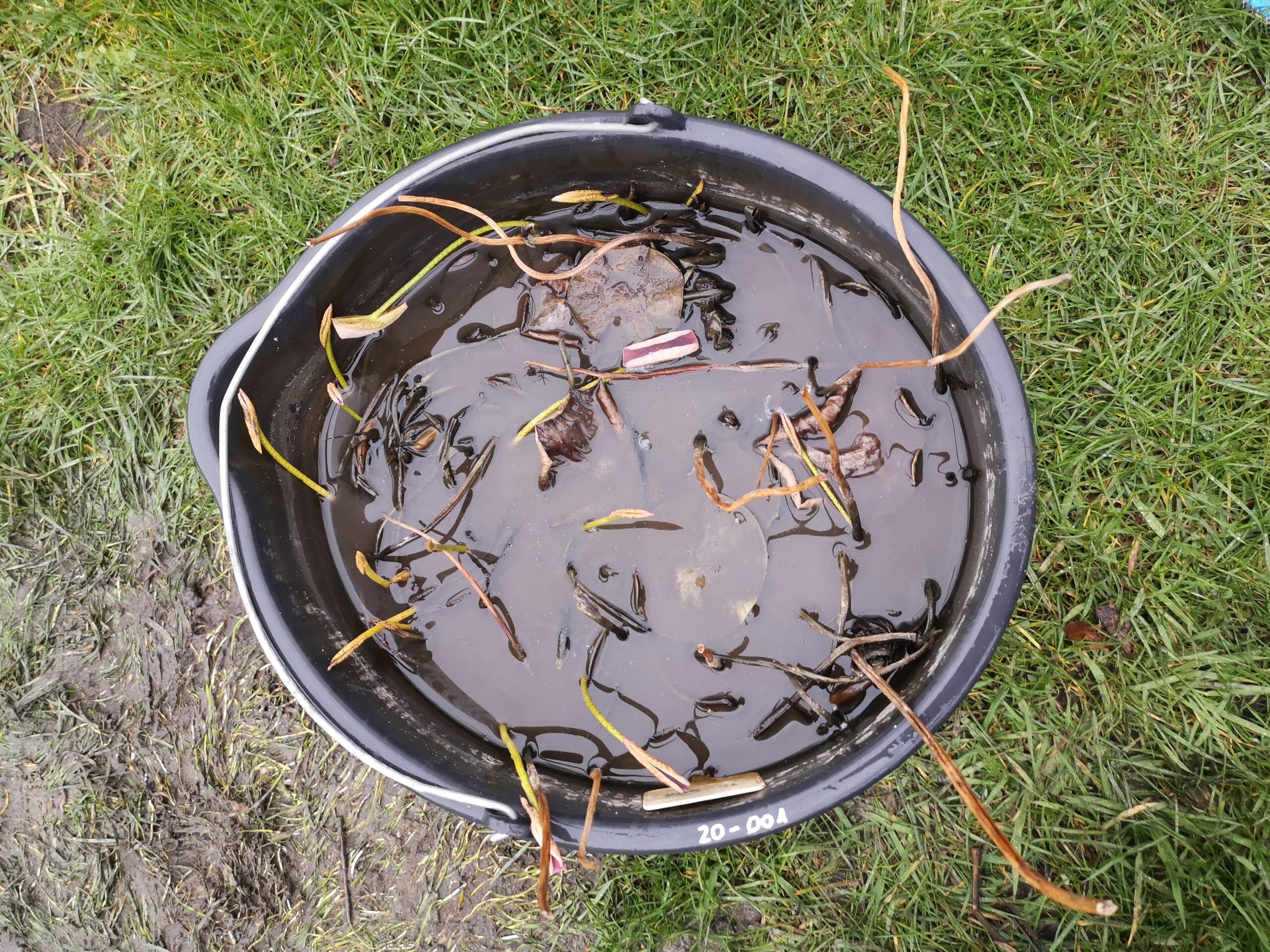 Lotos po przezimowaniu wypuszczający pierwsze liście