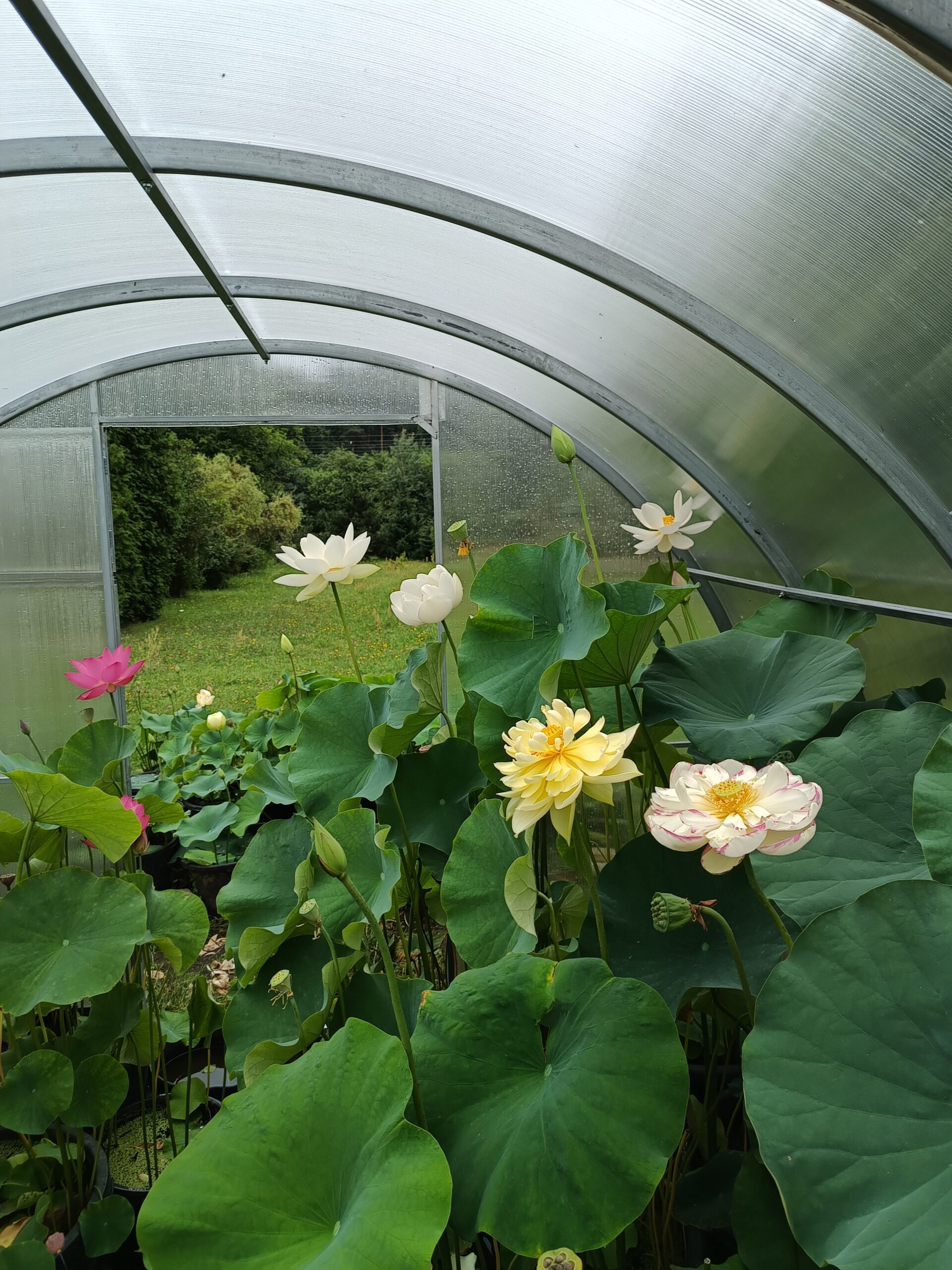 Kwitnące lotosy uprawiane w szklarni