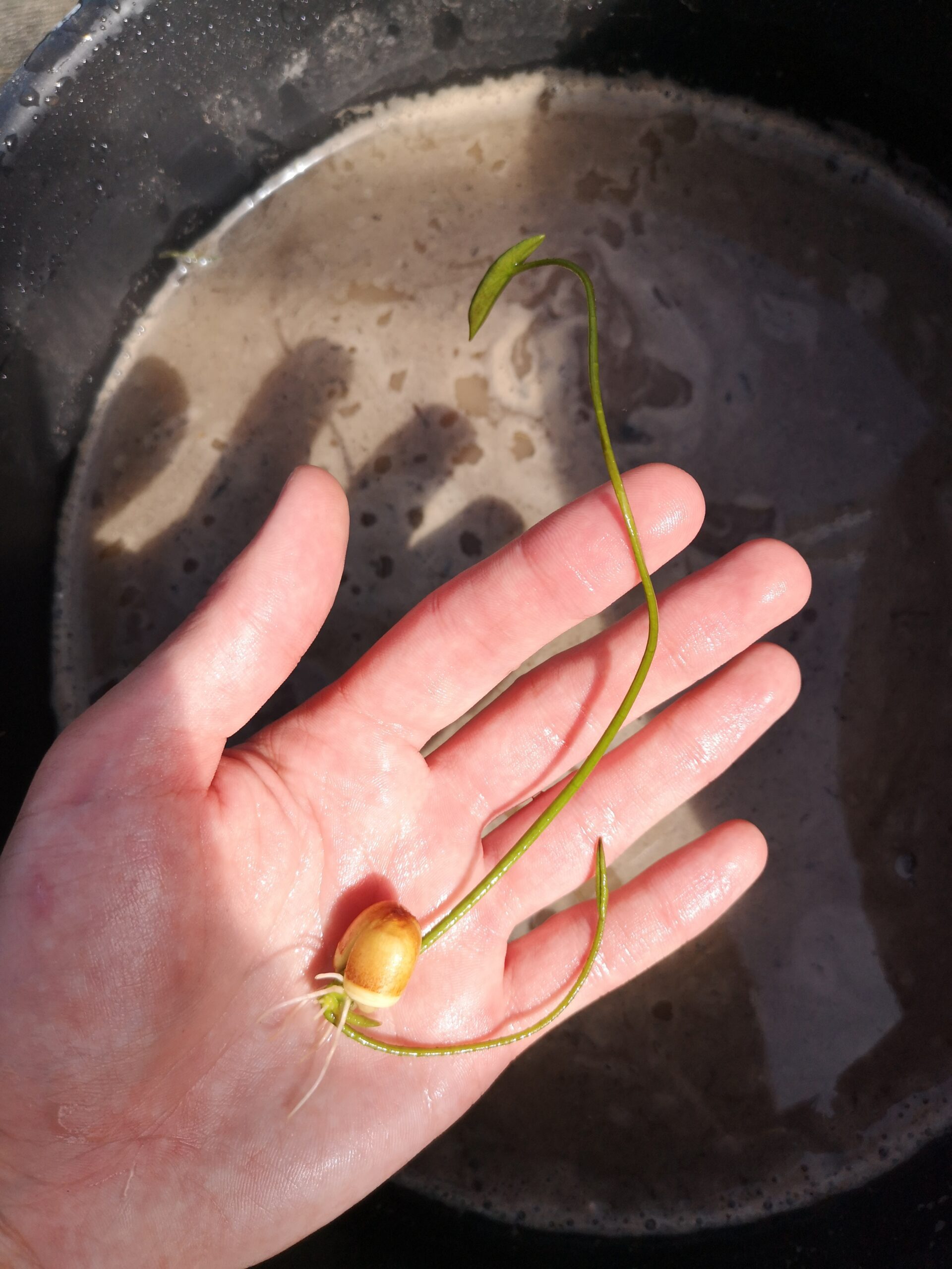 Młoda siewka lotosu przed sadzeniem