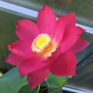 'Chinese Red Shanghai'