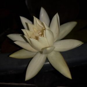 Nymphaea gardneriana 'Santarem'