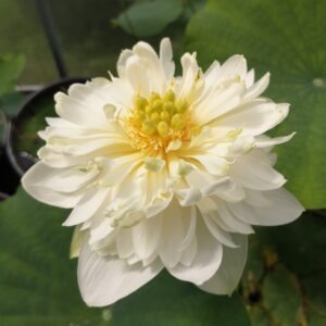 'Golden Horse in Jade Palace'