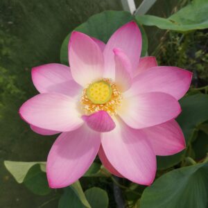Nelumbo nucifera var. komarovii