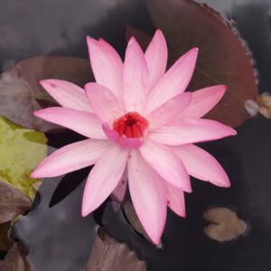 Nymphaea rubra