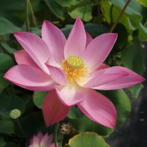 'Spring Rain in Linan'