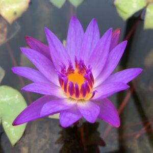 Nymphaea 'Tina'