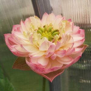 'Zhongshan Buddha Sound'