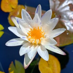 Nymphaea 'Suwanna'