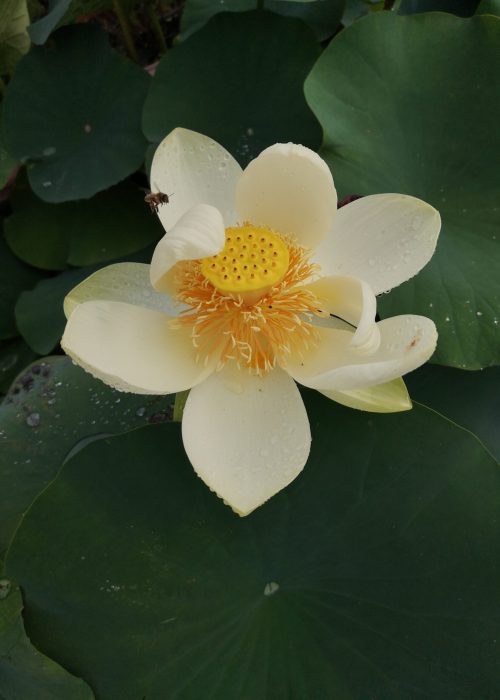 Kwiat lotosu żółtego