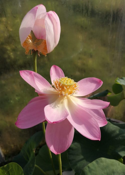 Kwiat lotosu Komarowa