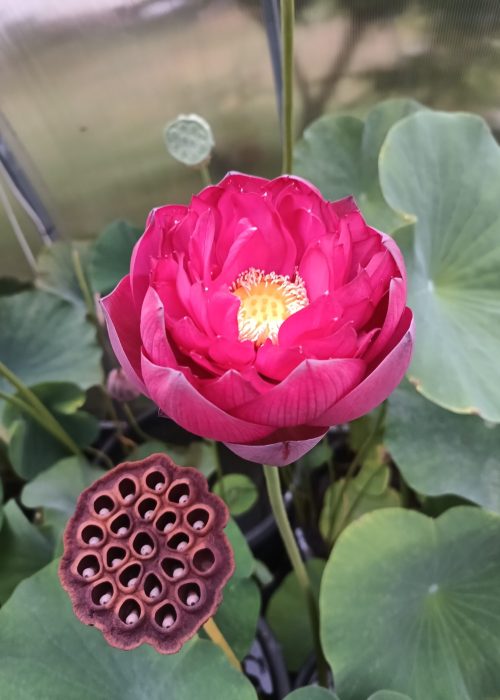 Kwiat lotosu odmiany 'Rose Elegance'